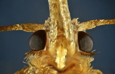Snout_Moth_Head_New-Out99997-Pyramid_Do_Stack[1,0,1]edited_V2.jpg